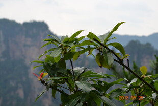 山间绿植与远处山峦