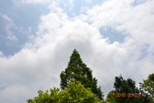 蓝天白云下的葱郁树木