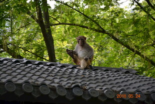 屋顶上的猴子