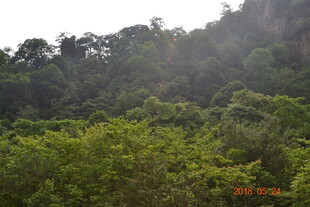 山林绿意盎然的自然景致