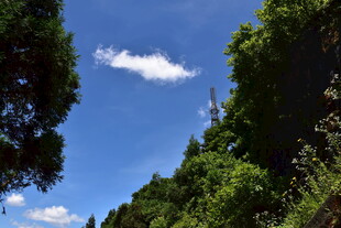 蓝天绿树间的清新景致