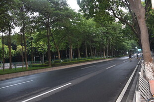 雨后静谧的林荫道路