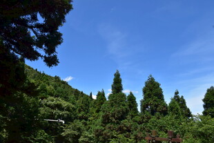山林蓝天 葱郁树木景致