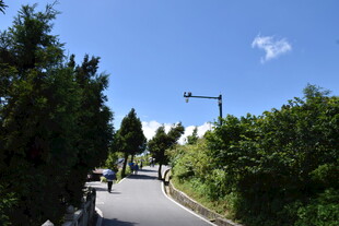 林间骑行道 畅享自然风景