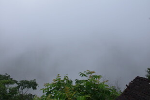 山间雾景 绿意朦胧