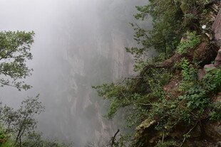 雾中葱郁山林景观