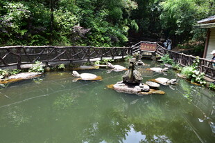 池塘中漂浮着多只动物