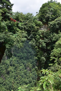 茂密山林中的繁茂绿意