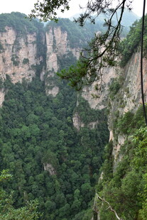 壮丽峡谷间的葱郁山林
