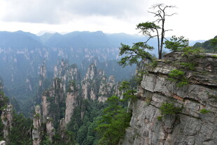 奇峰峻岭间的孤松傲立