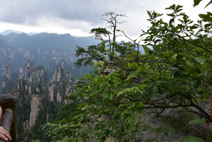 张家界奇峰丛林绿意景致