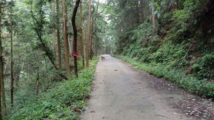 林间幽静小路