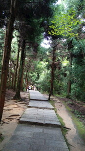 林间幽静步道