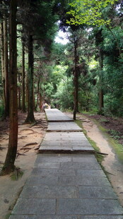 林间幽静步道