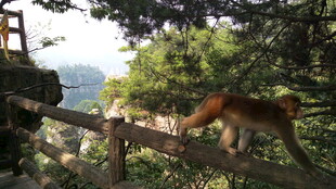 山间木栏上的灵动猴子