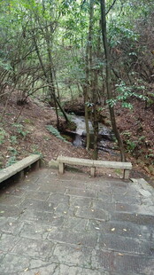 林间石板路 静谧自然景