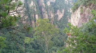 山林茂密的壮丽峡谷景观