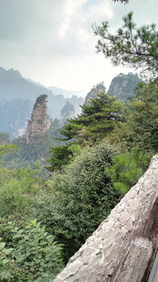 张家界奇峰绿树美景