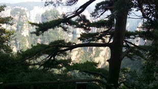 山林间挺拔的松树景观