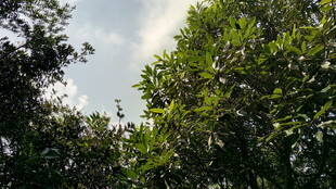 繁茂绿树 展现自然生机