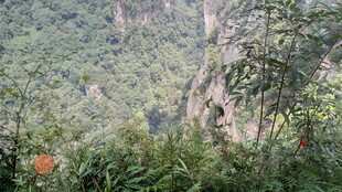 山间葱郁植被景观