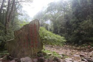 森林中的古老树桩景观