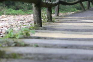 林间木栈道 自然好风光