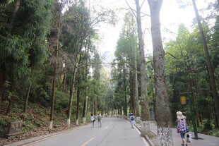 林间漫步道 静谧自然景
