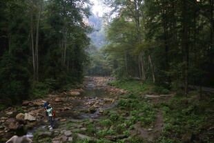 林间溪流 自然静谧之景