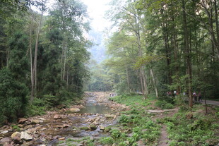 林间溪流 自然静谧之景