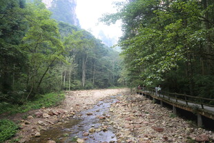 林间泥泞小道 自然之景