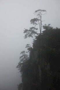 雾中孤松傲立山巅
