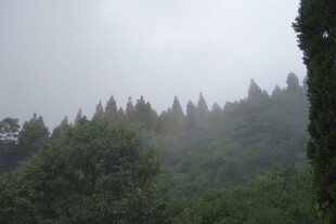 雾中葱郁山林美景