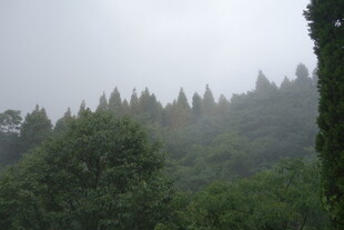 雾中葱郁山林美景