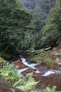 山间溪流 绿意盎然之景