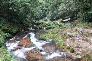 山间溪流 绿意盎然的景致