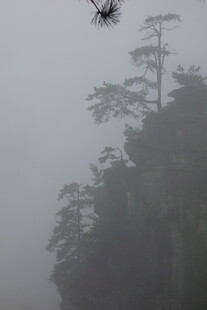 雾中飞鸟伴山林