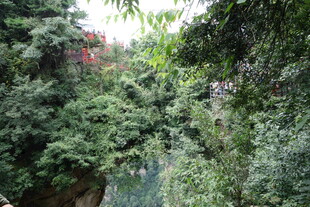 郁郁葱葱的山林景观