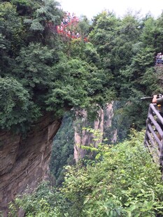 山间栈道旁的繁茂植被
