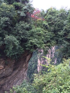 悬崖旁繁茂的绿植景观