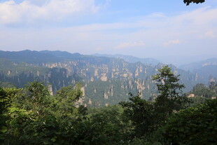 壮丽山峦间的葱郁森林