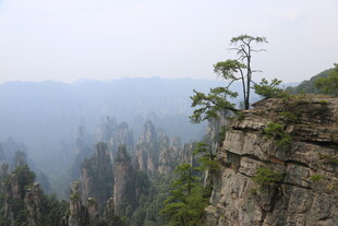 悬崖孤树俯瞰壮美群山