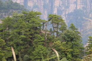 山林葱郁的自然景致