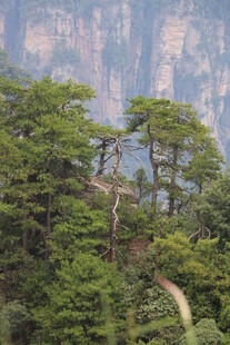 山间松景 蜿蜒小径通幽处