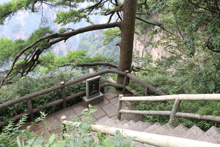 山间木栈道旁的葱郁松树