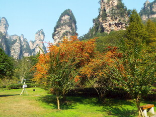 张家界奇峰间的多彩秋景