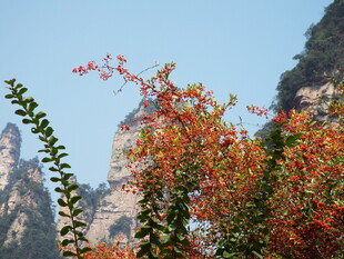 山间绚烂红叶与奇峰