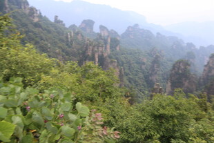 张家界奇峰异石山林景观