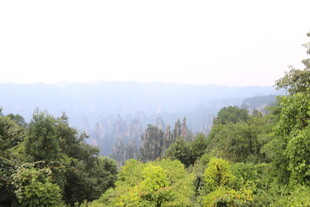 山林绿意景观