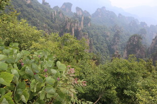 山林间的葱郁景致